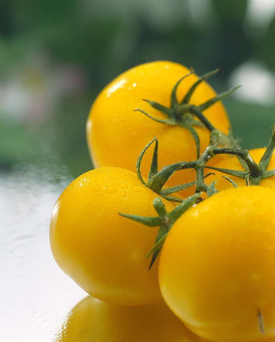 Gelbe Tomaten mit Wassertropfen an der Rispe