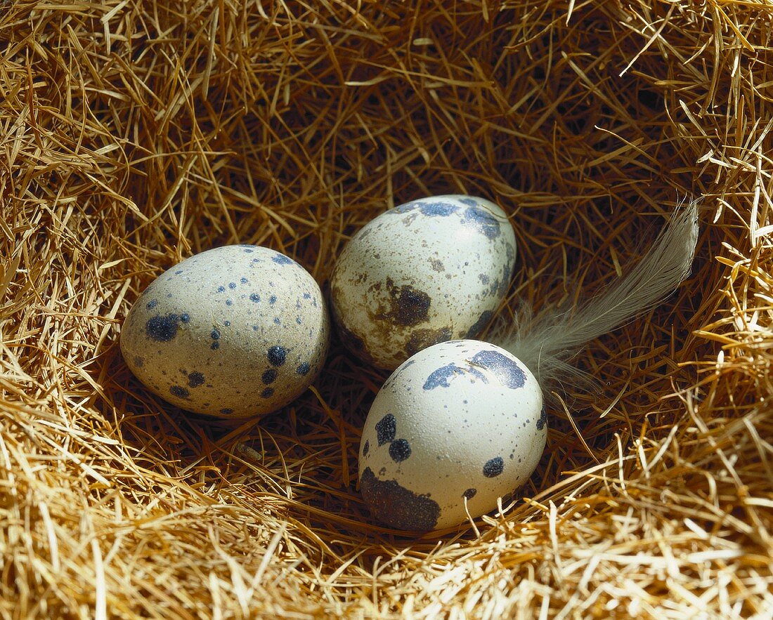 Freshly laid quail's eggs on straw