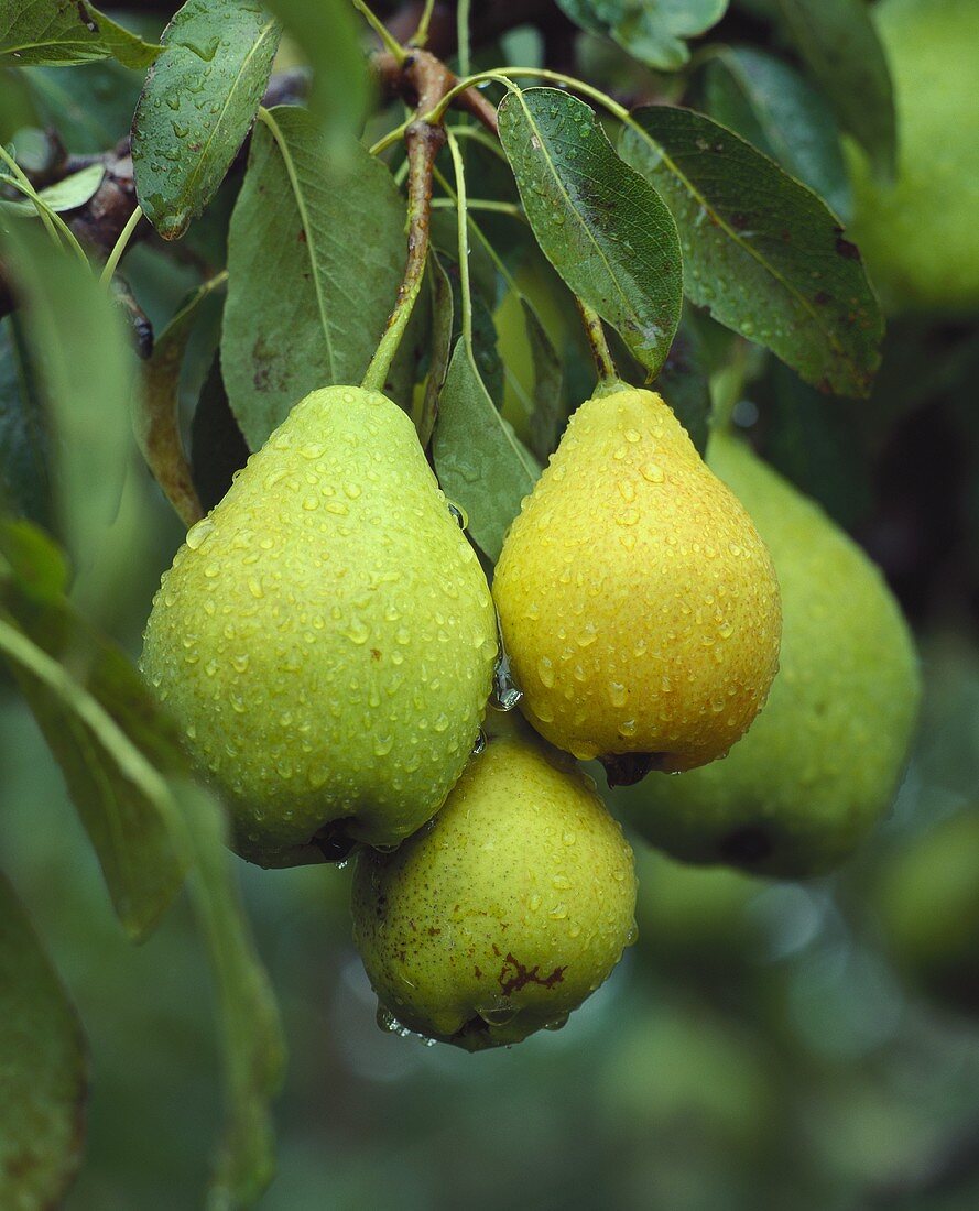 Pears with drops of water on the tree