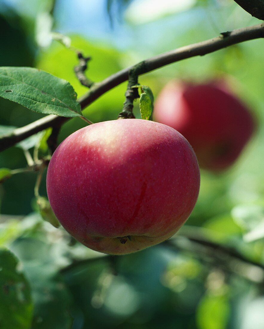 Roter Apfel am Baum
