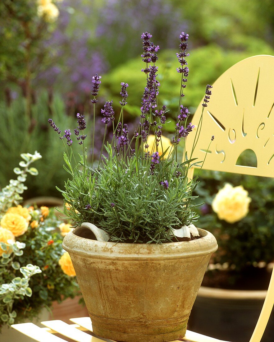 Lavender plant in a pot on garden chair