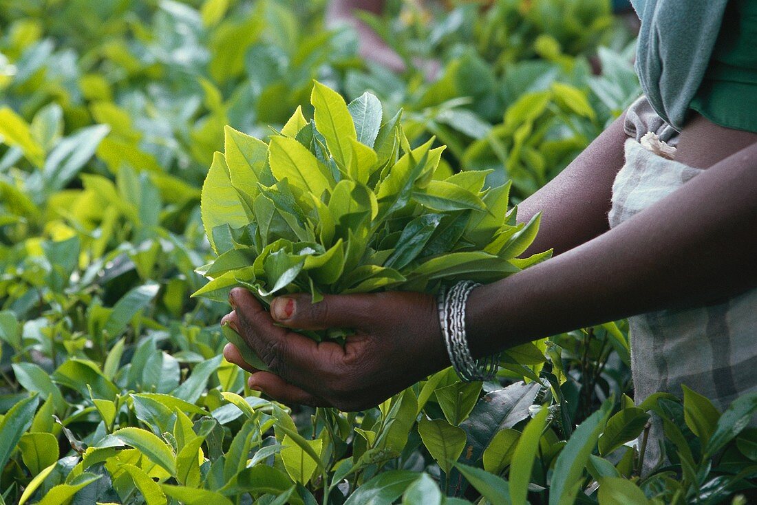 Teeanbau: Hände halten frisch gepflückte Teeblätter (Indien)