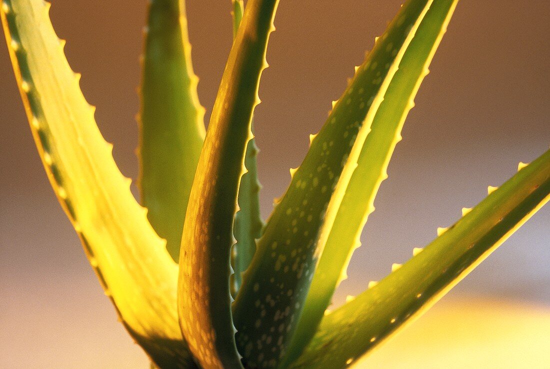 Aloe Vera-Pflanze (Familie: Liliaceae, Liliengewächse)