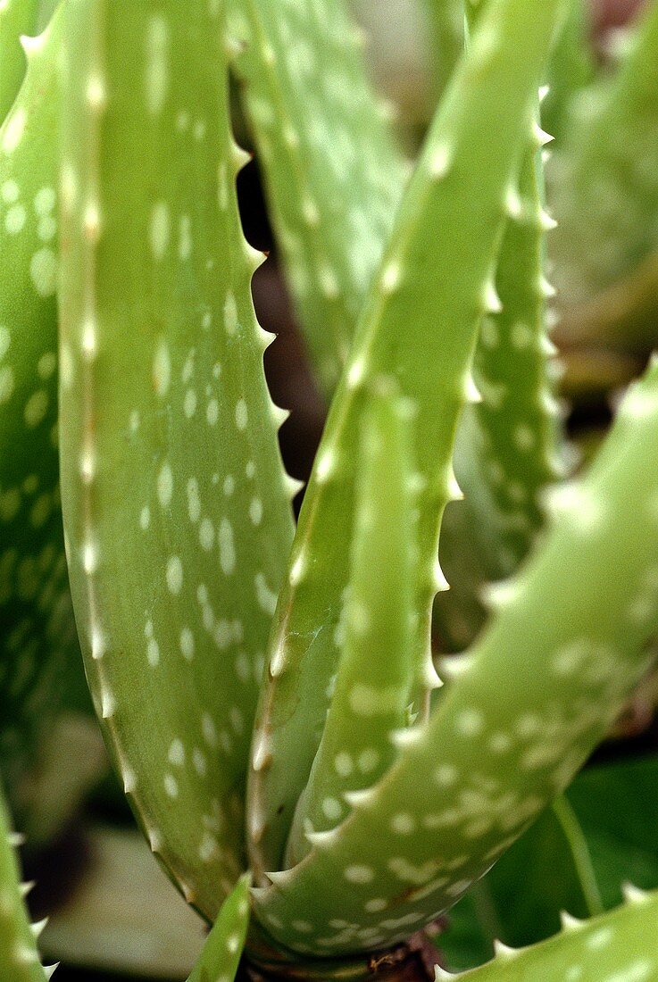 Detailaufnahme eines Aloe Vera-Triebes (Liliengewächs)