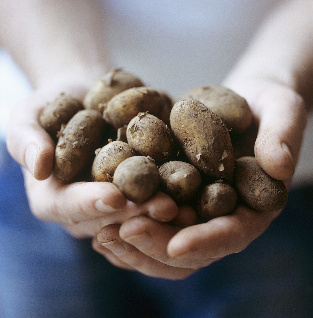 Hände halten frisch geerntete Kartoffeln