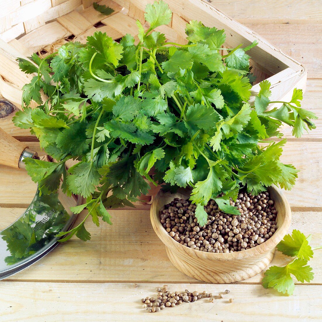 Coriander seeds and leaves