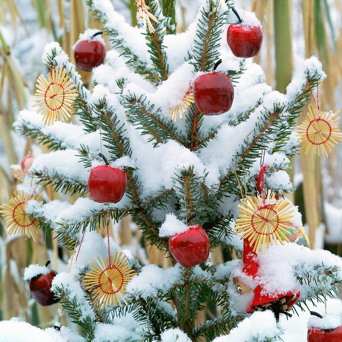 Weihnachtsbaum mit Strohsternen und Äpfeln geschmückt