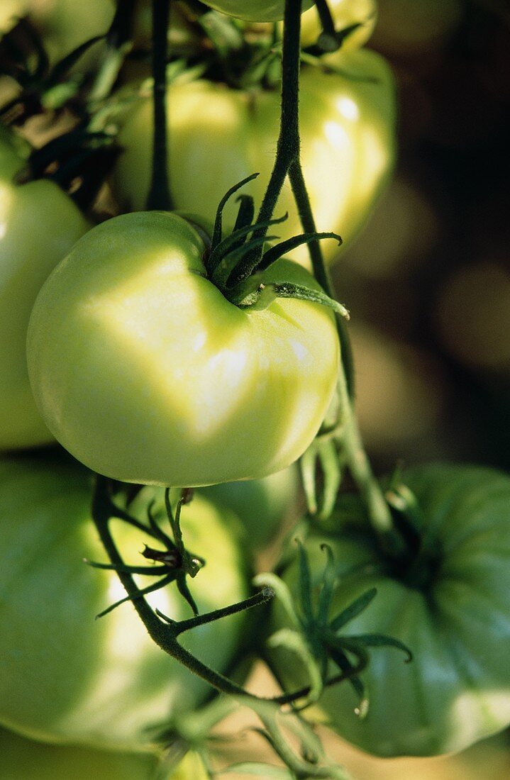 Tomaten der beigefarbenen Tomatensorte White Wonder