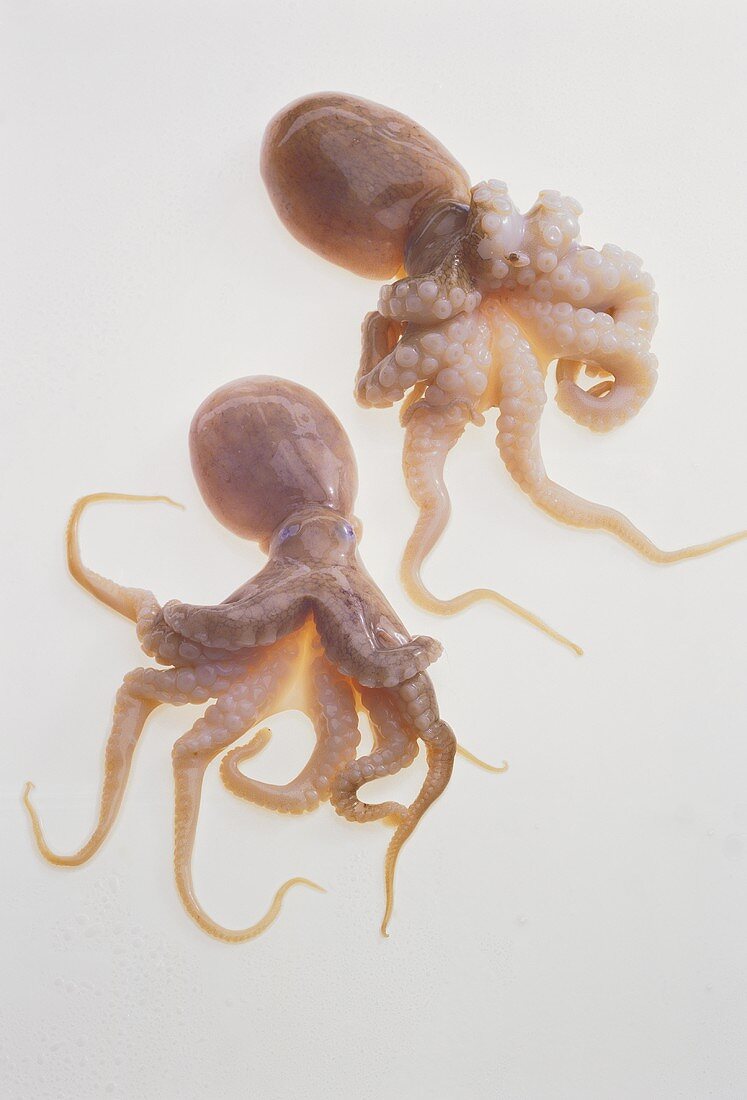Zwei kleine Oktopus