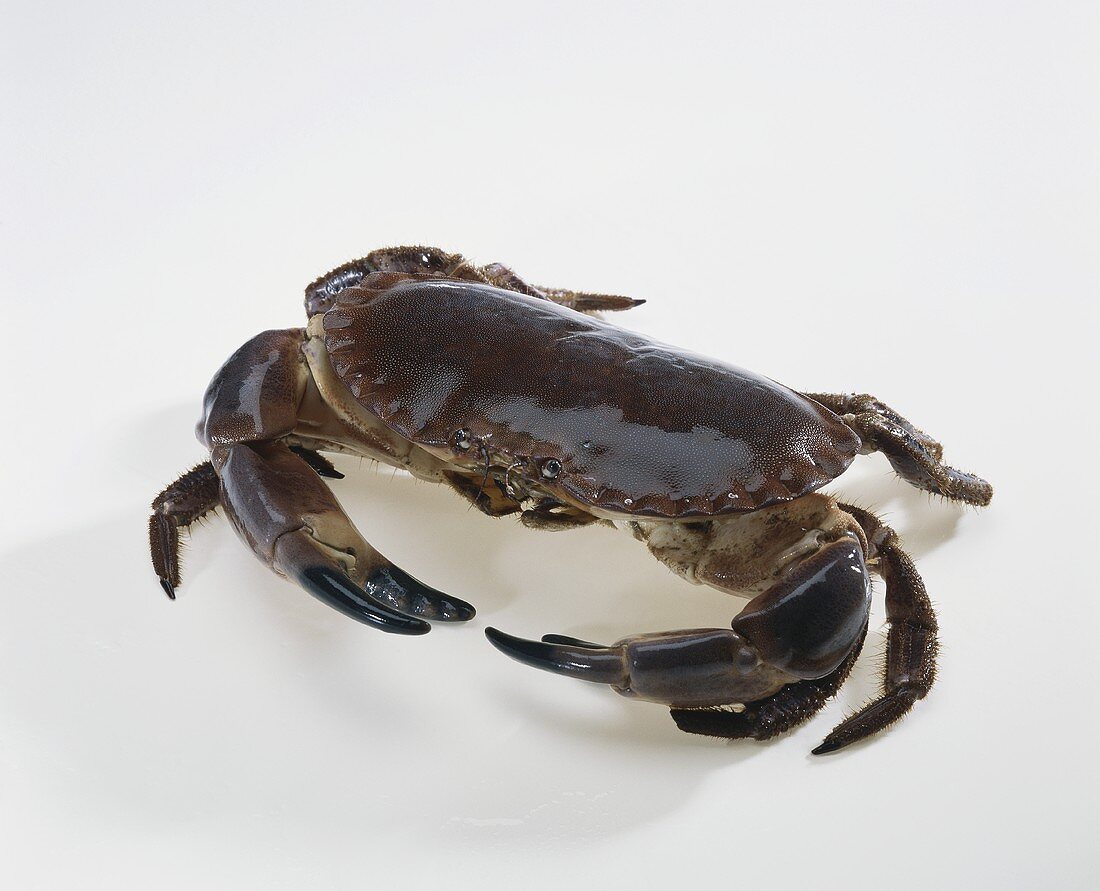Crab (alive)