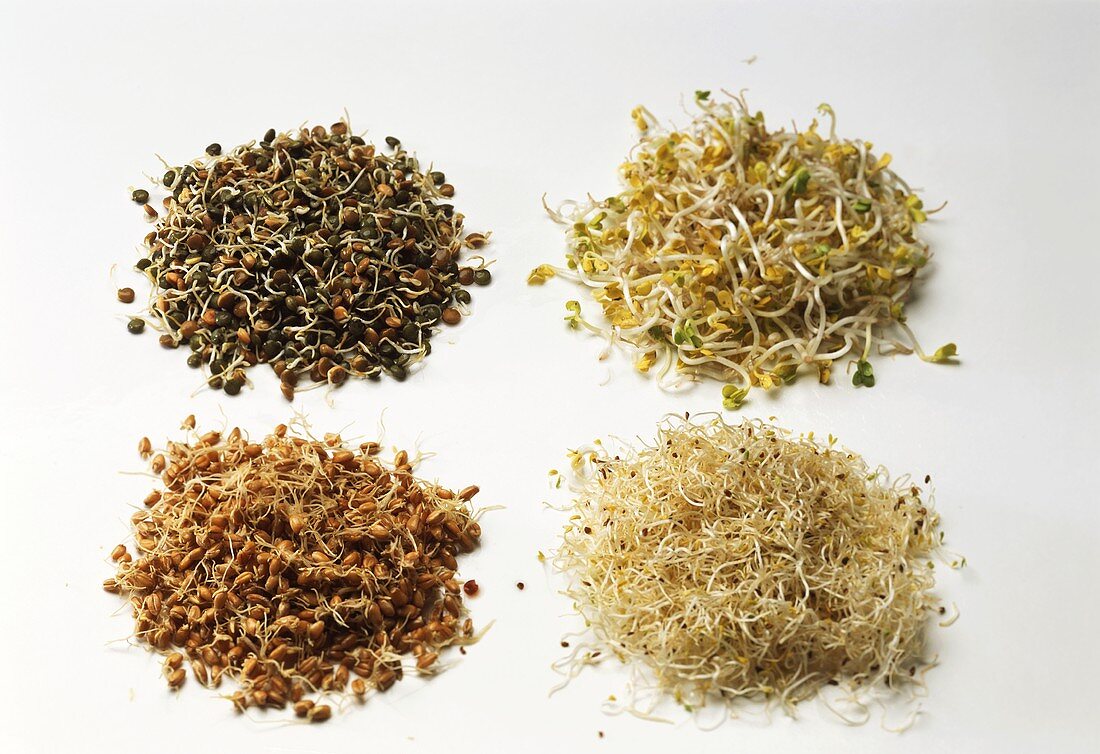 Alfalfa-, Radieschen-, Weizen- & Linsen-Sprossen