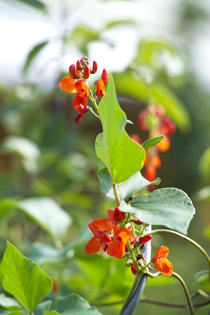 Several red runner bean flowers on the plant