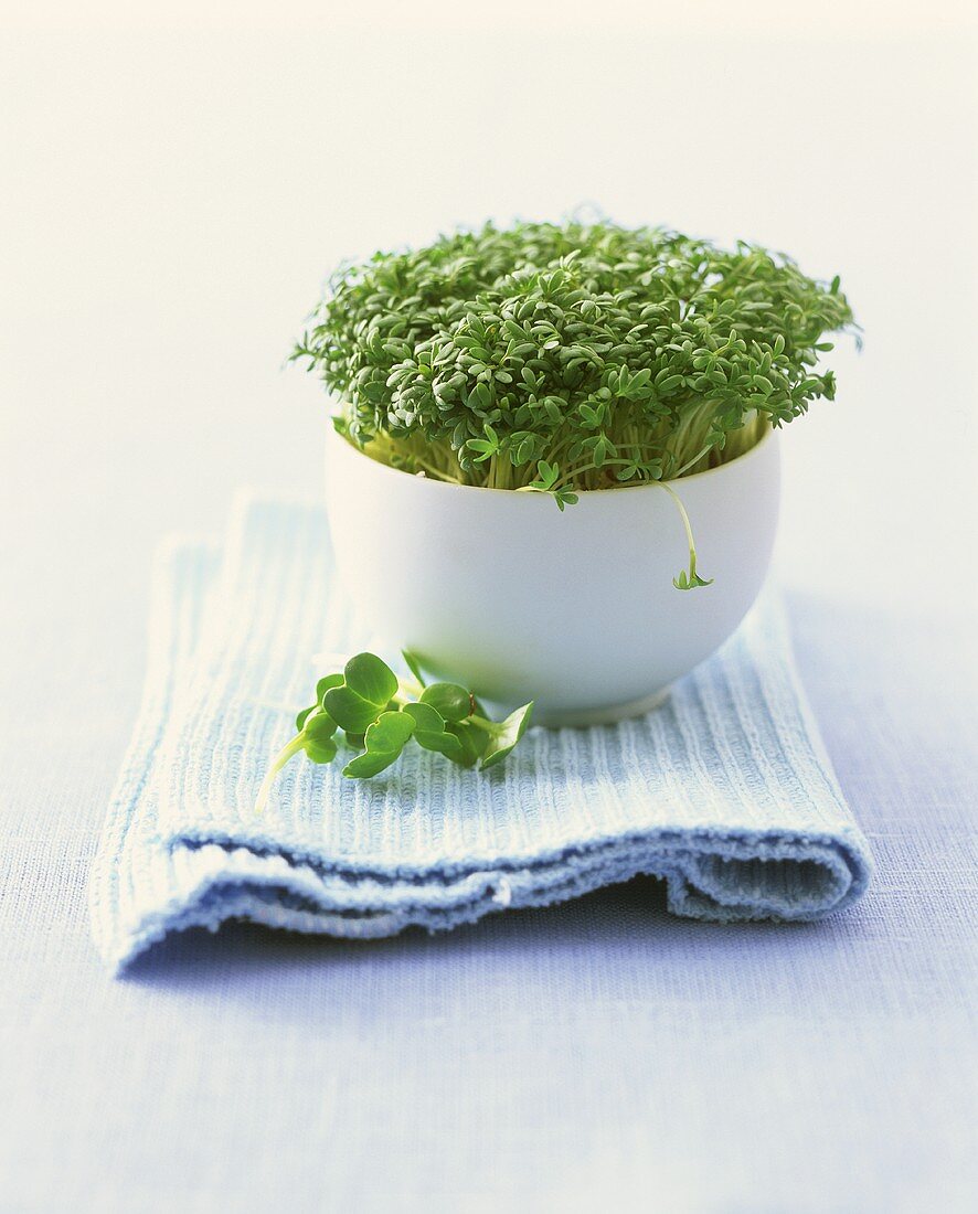 Cress in china pot 