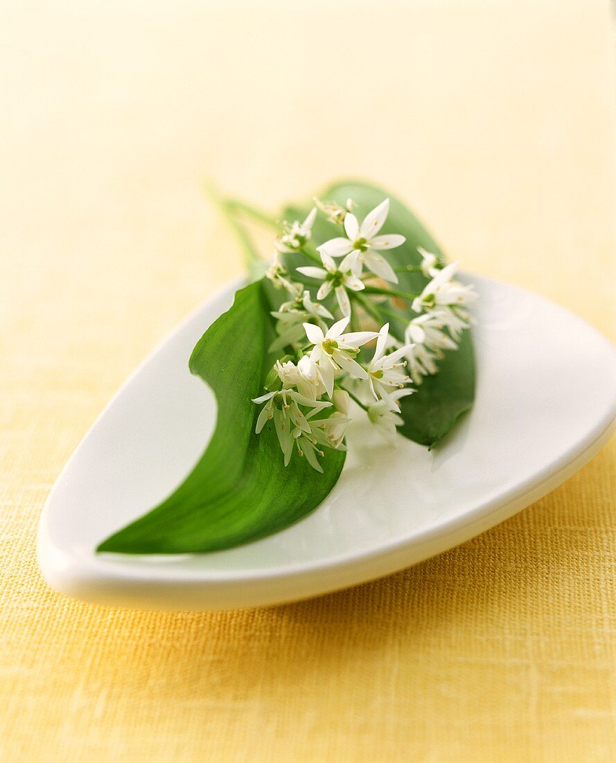 Ramsons (wild garlic) in china dish