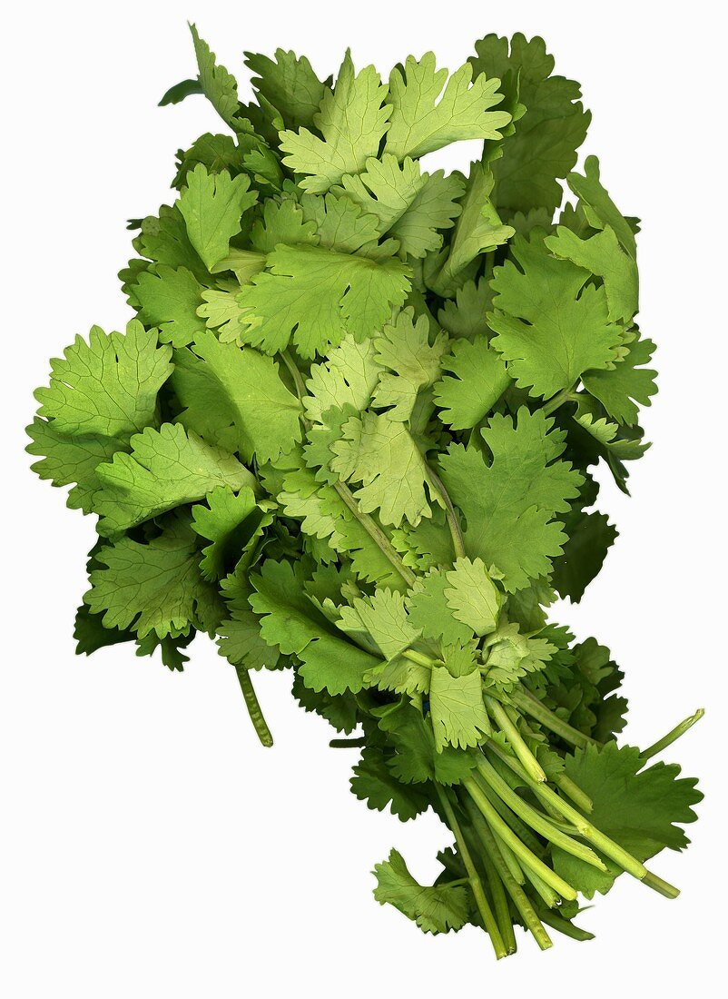 A bunch of coriander leaves