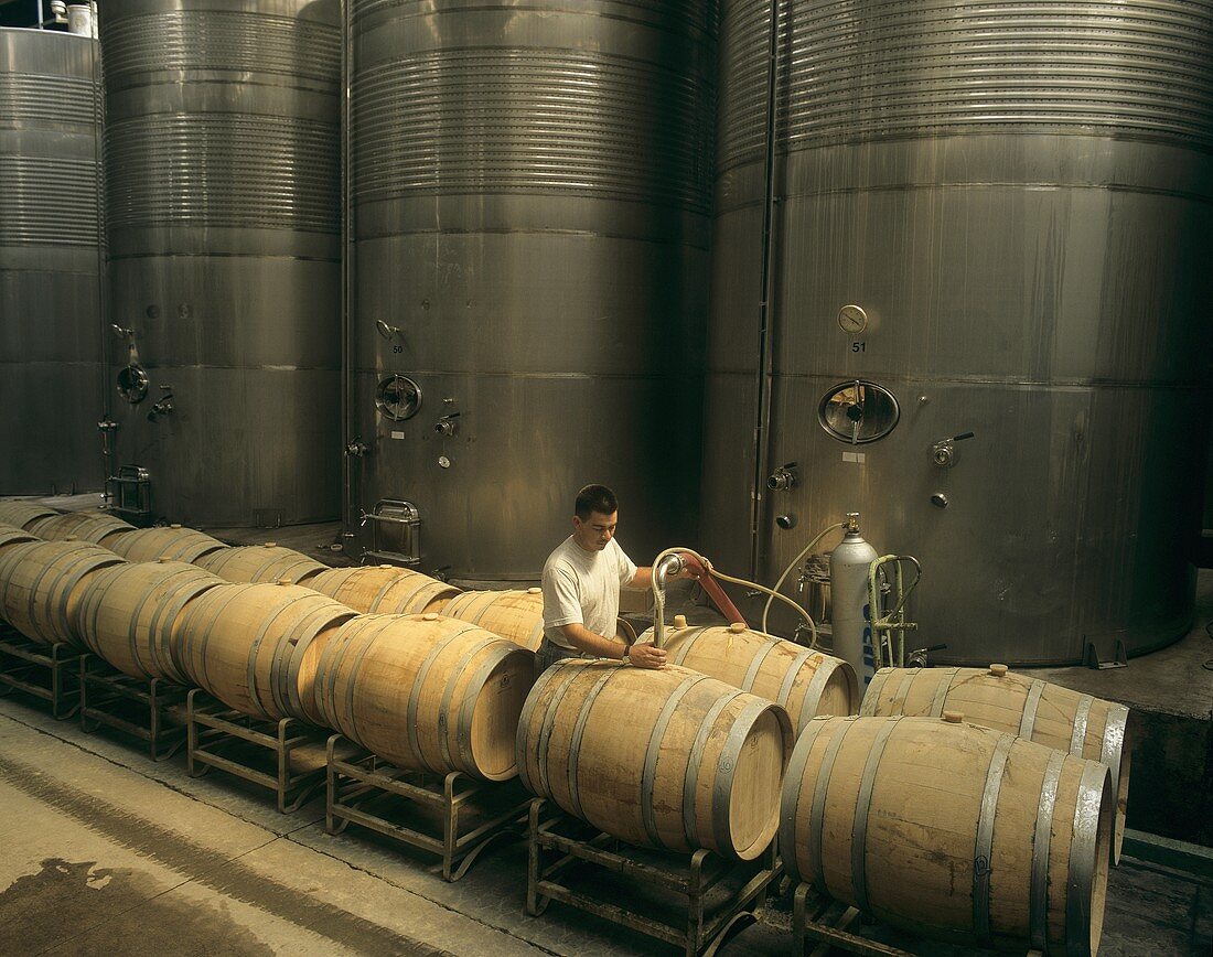 Abstich von Wein, Weinkellerei Carmen, Maipo-Tal, Chile