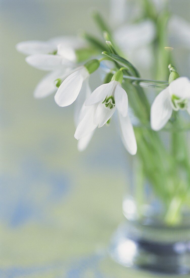 Snowdrops in glass