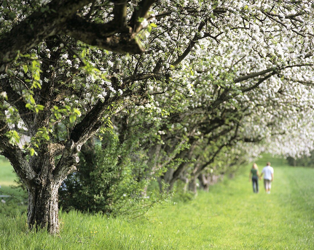 Spaziergang unter blühenden Apfelbäumen
