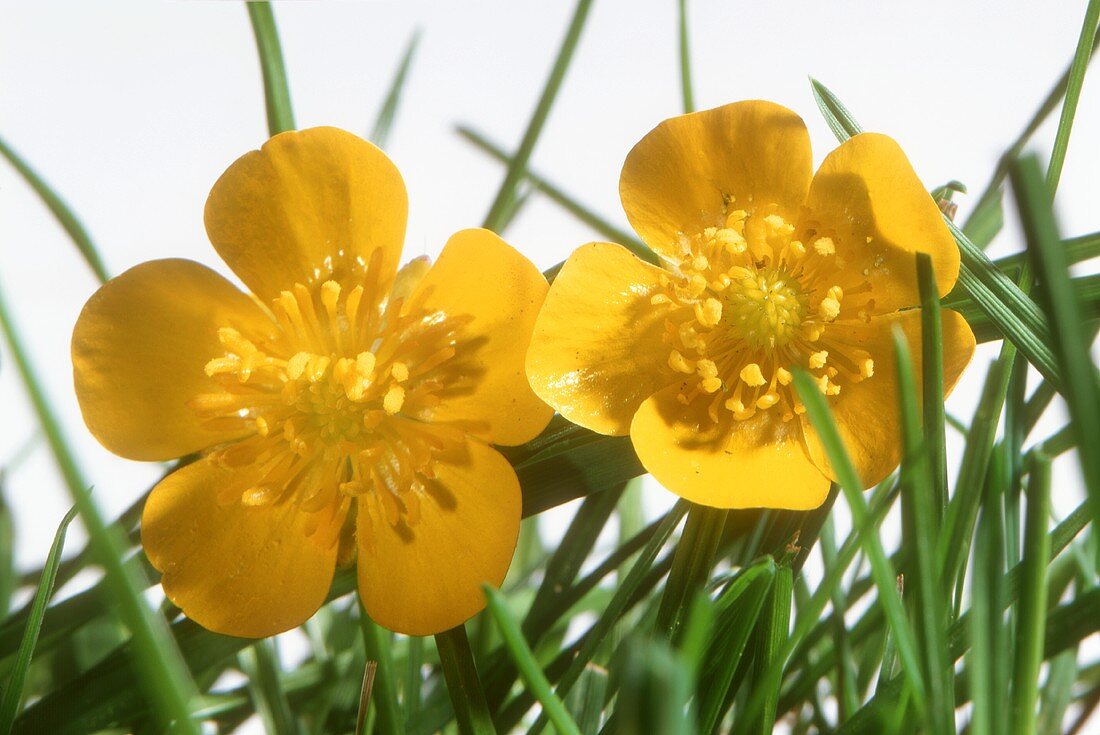 Blüten des Hahnenfuss (Ranunculus acris, leicht giftig)