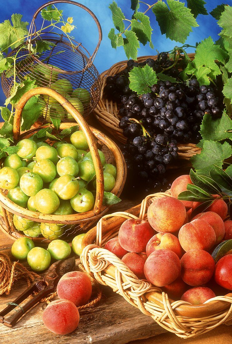 Stillleben mit Pfirsichen, Reineclauden und Weintrauben
