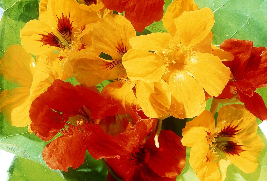 Yellow and red nasturtiums