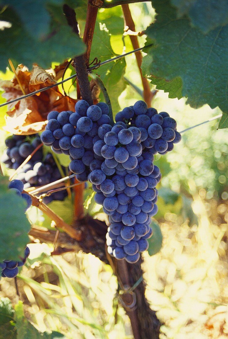 'Blauer Zweigelt' grapes on vine (Burgenland, Austria)