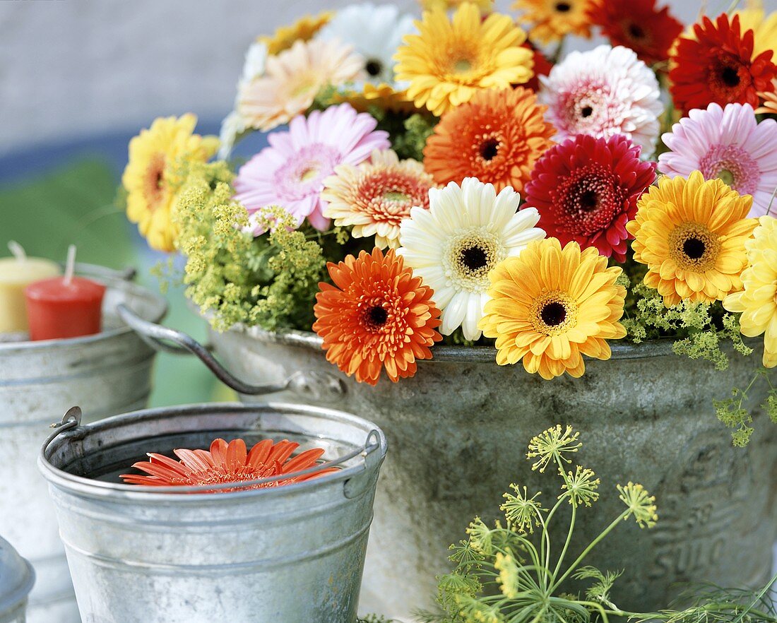 Gerbera in der Zinkwanne