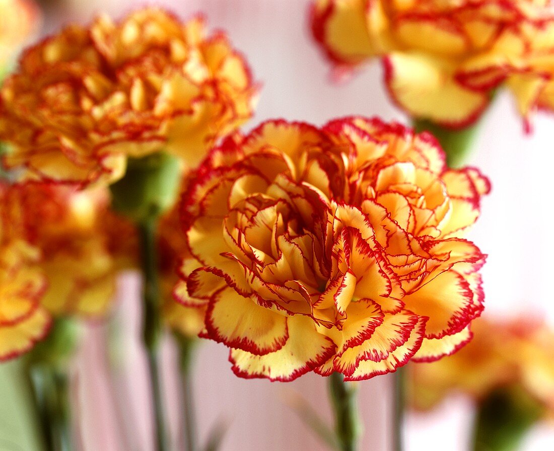Two-coloured carnations