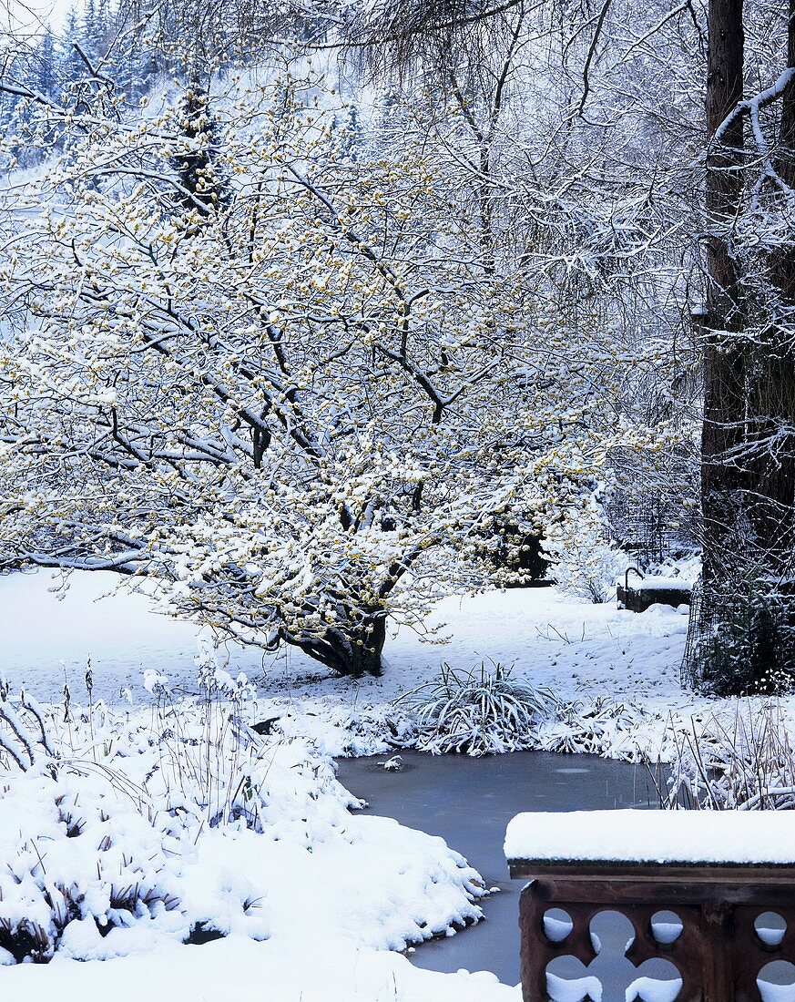 Schneezauber im Garten