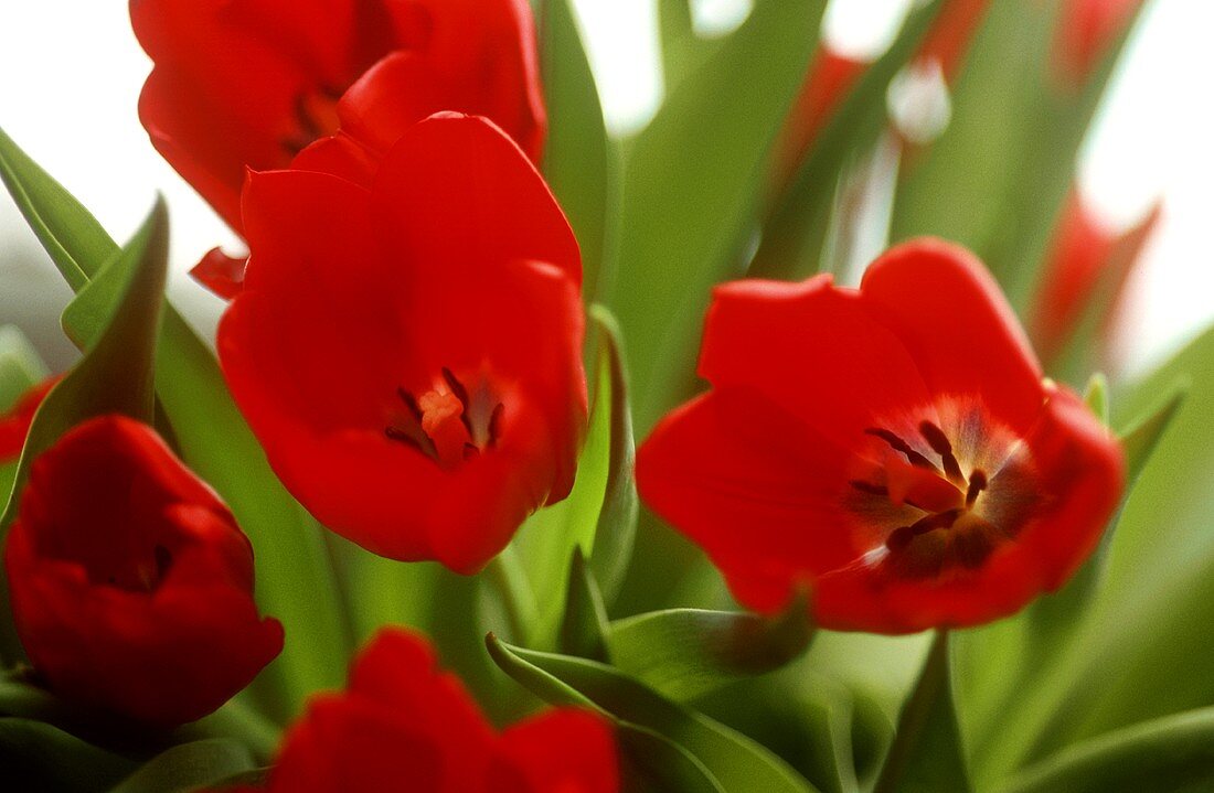 Rote Tulpenblüten, Nahaufnahme