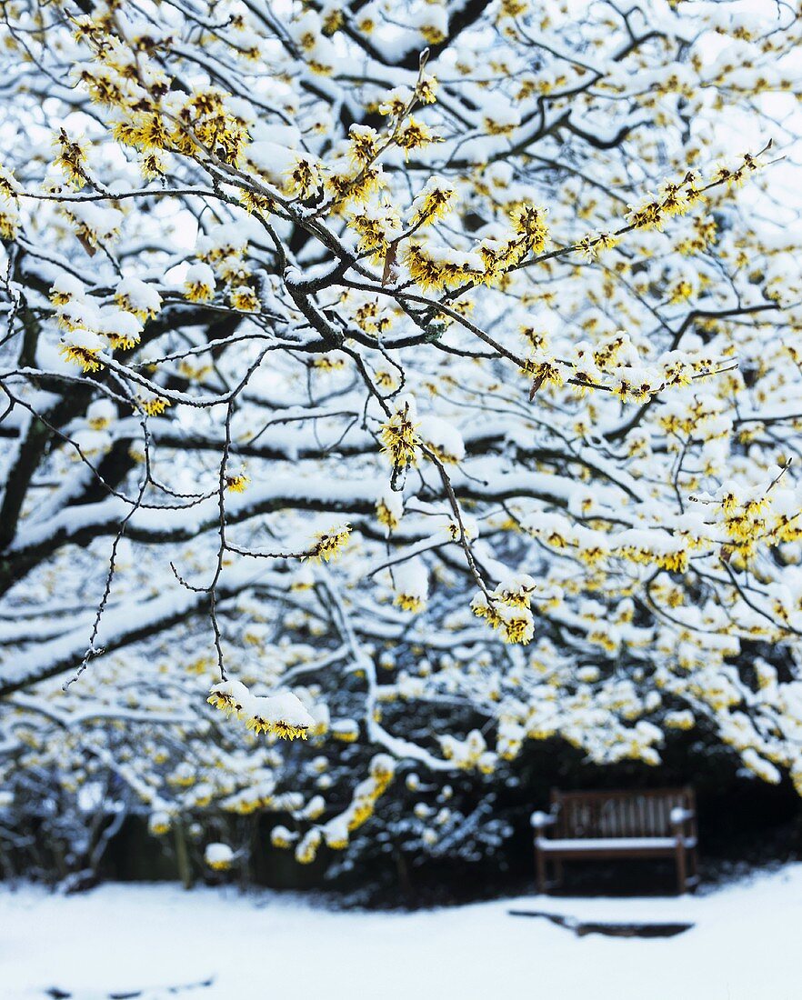 Witch-hazel (Hamamelis, flowers in December and January)