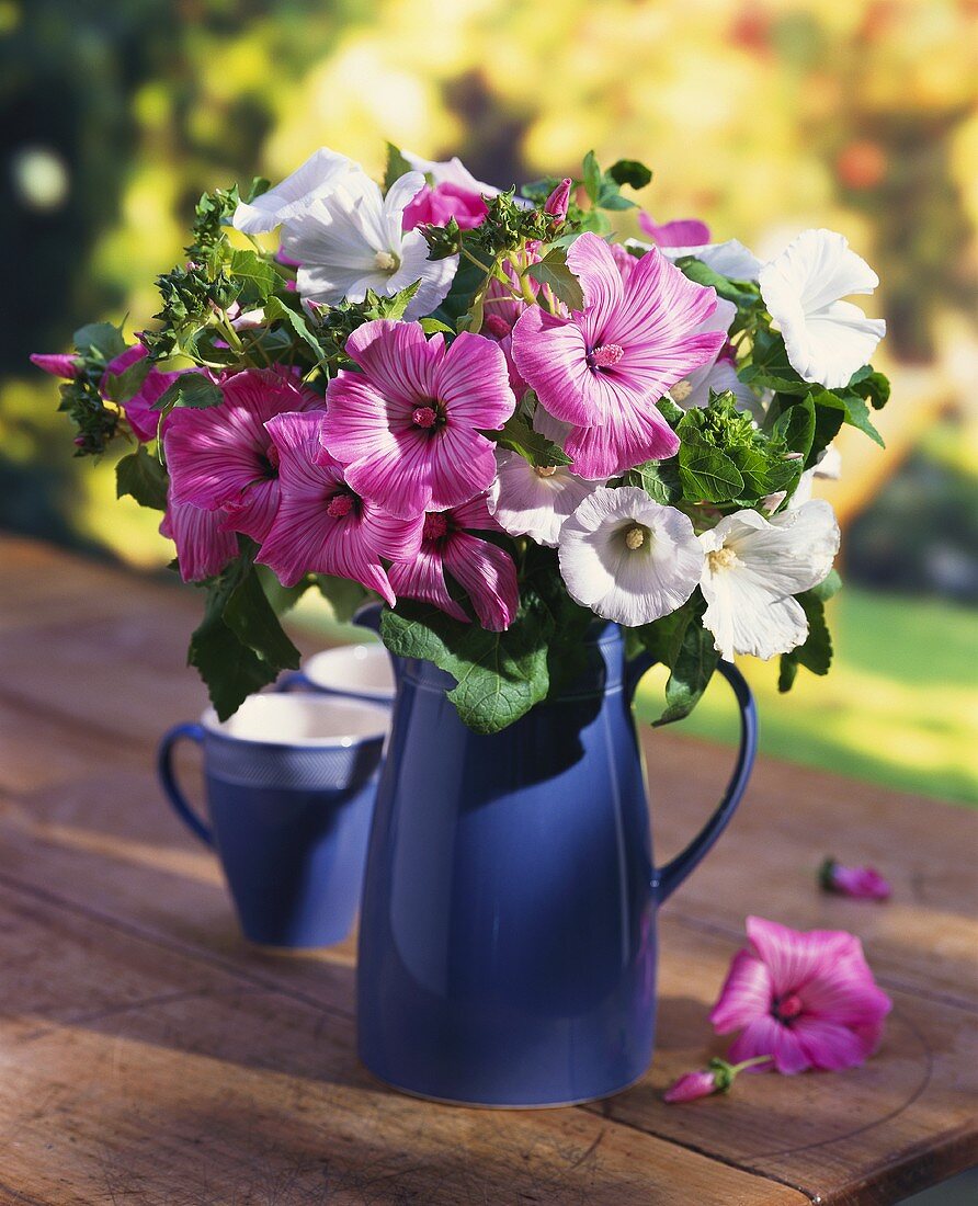 Bouquet of mallow in blue jug