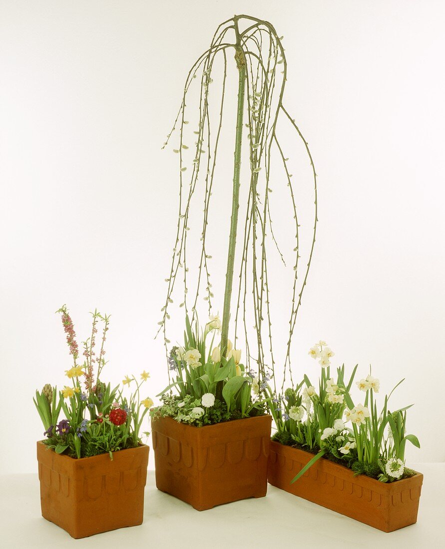 Catkins and spring flowers in terracotta pots