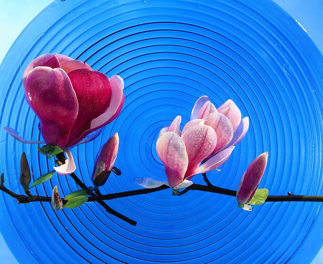 Sprig of magnolia with flowers on blue glass plate