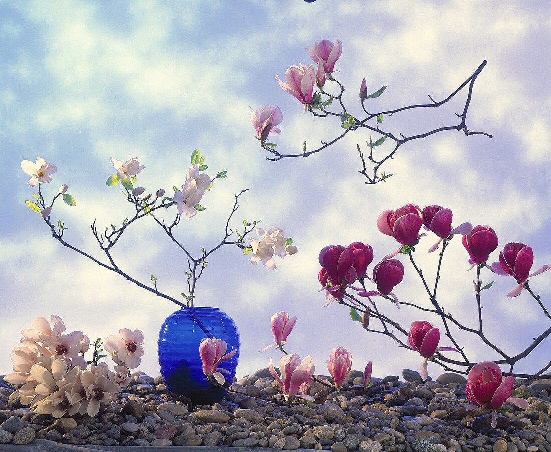 Verschiedene Magnolienarten