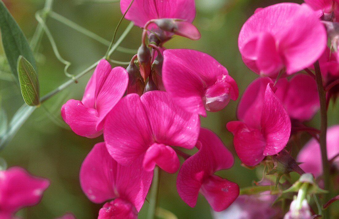 Pink sweet peas