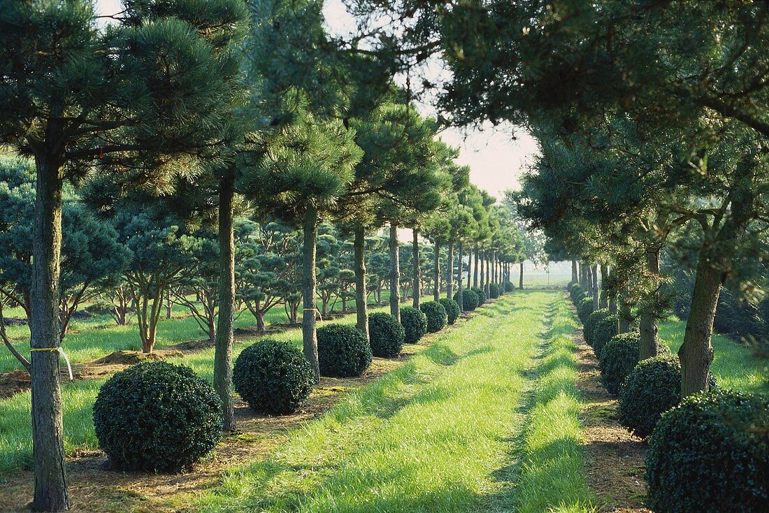 Allee mit Buchkugeln und Kieferhochstämmen