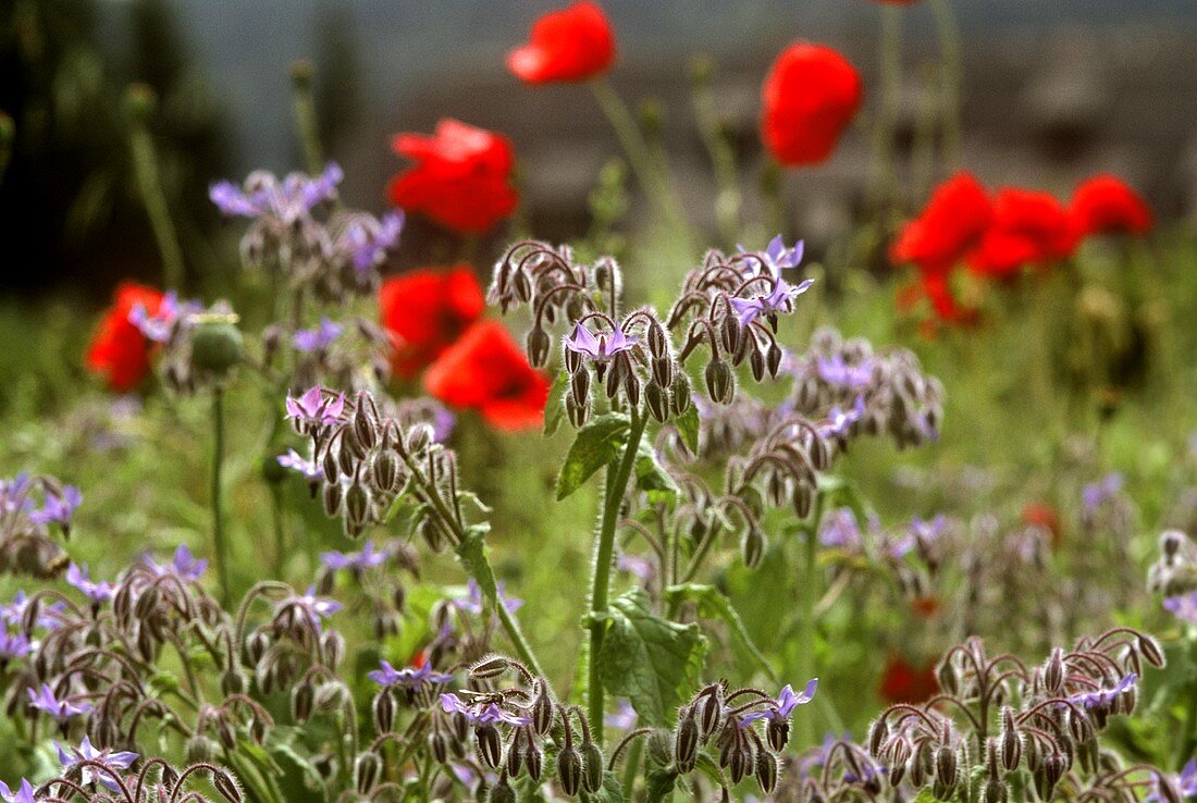 Mohnblumen und Borretsch im Freien