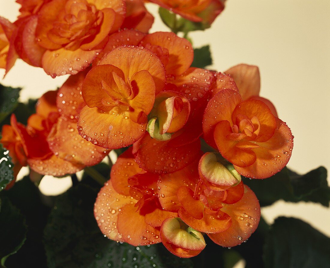 Apricot-coloured begonias with drops of water; close-up