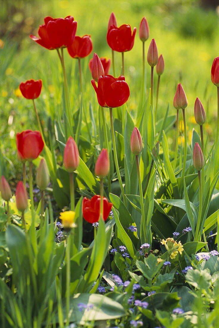 Red tulips in garden