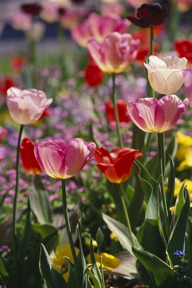 Rosa und rote Tulpen im Freien