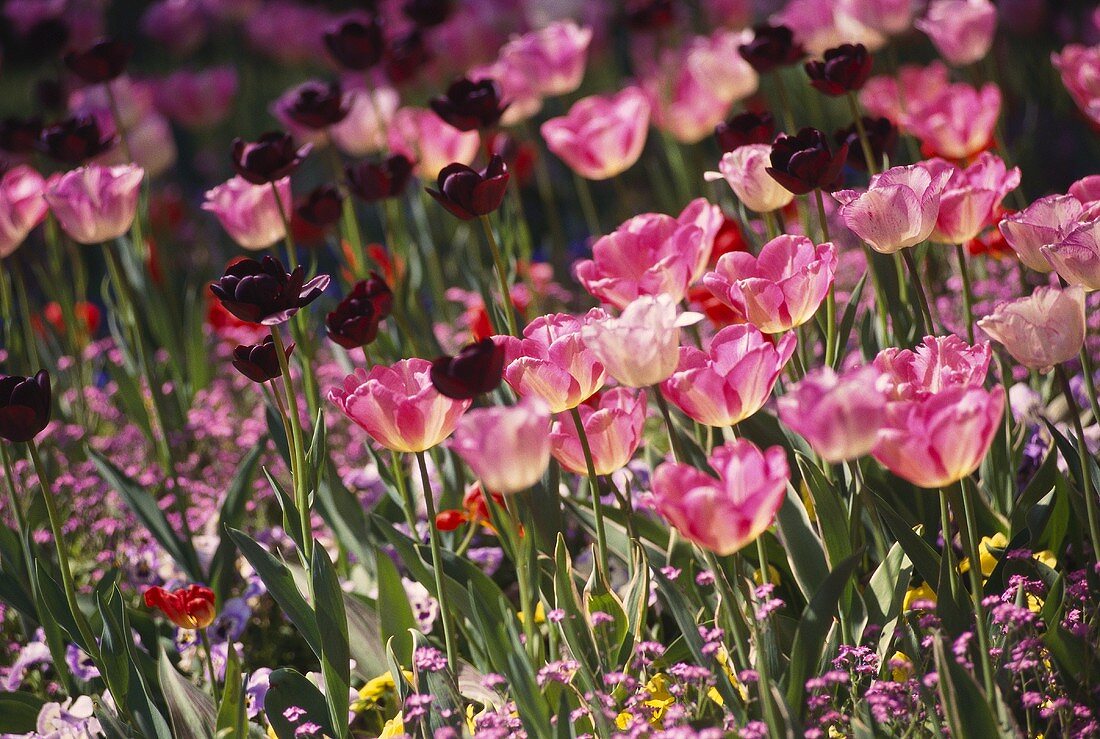 Pink and dark red tulips in open air