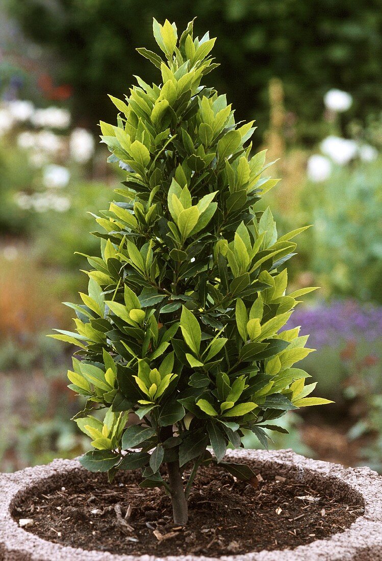 Small bay tree in plant ring