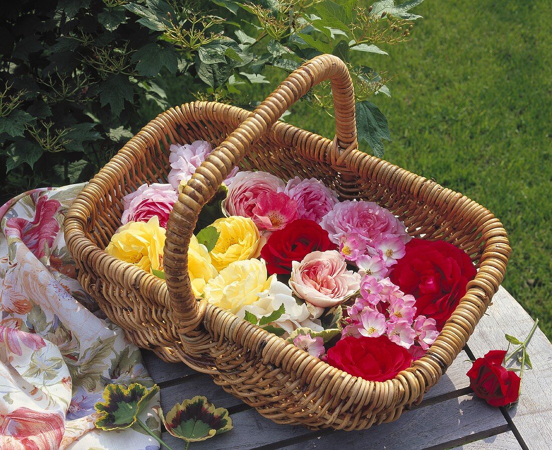 Verschiedenfarbige Rosenblüten im Weidenkorb