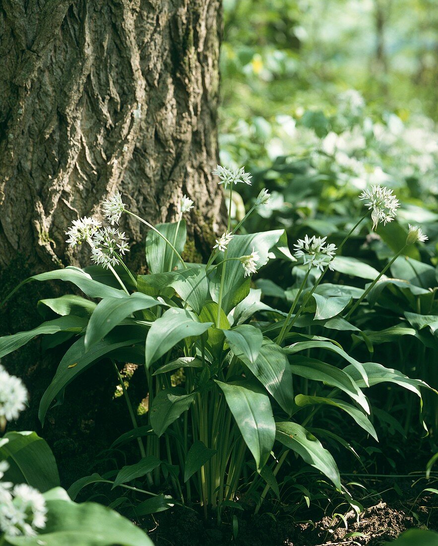 Blühender Bärlauch im Wald