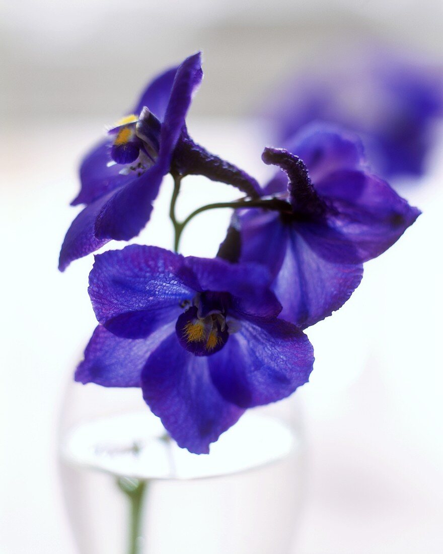 Dark-blue larkspur flowers in close-up