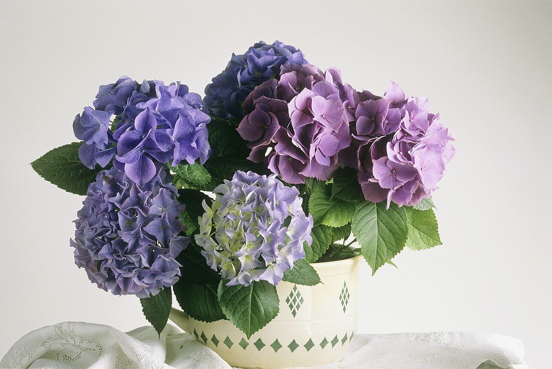 Hydrangea in full bloom in flowerpot