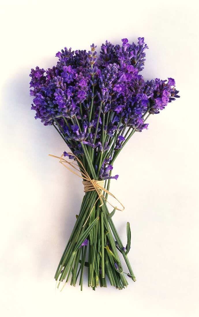 Ein Bund Lavendel
