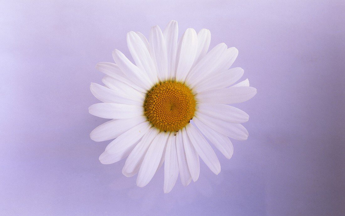 White marguerite from above