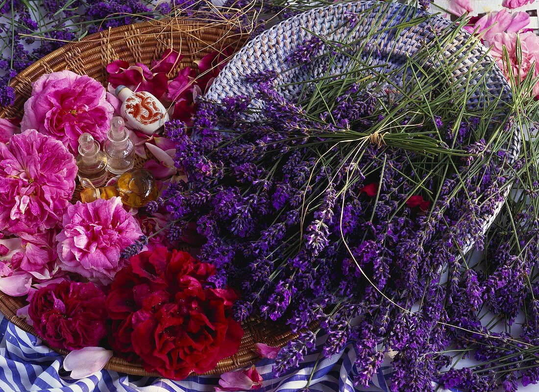 Duftrosen, Lavendel, Fläschchen mit Duftwasser